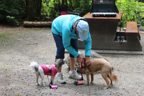 Ineke getting the doggies ready