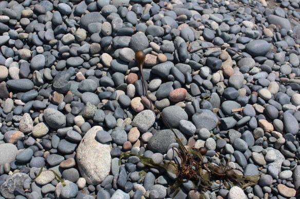 beautifully polished rocks, every one of them is so smooth and soft.