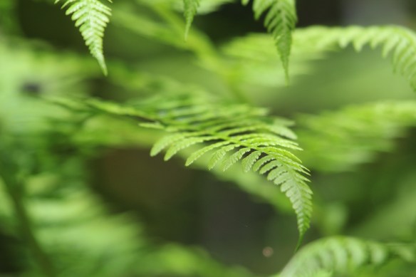 for gotten photo...... ferns in Shirley......