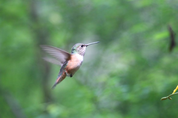 brentwood bay  french creek 129