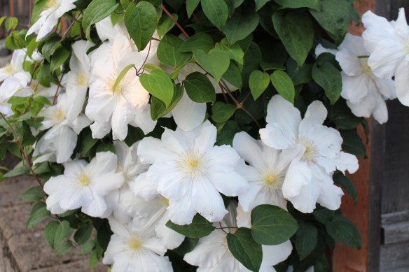 little book house 007