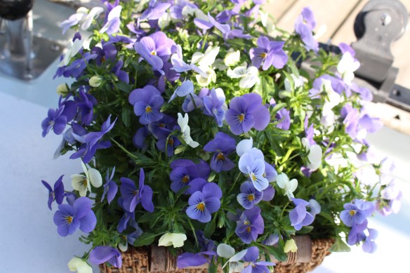 violets on the boat