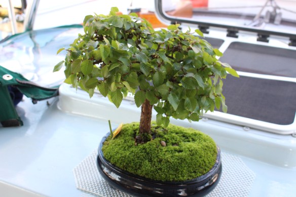 My little Japanese hornbeam bonsai