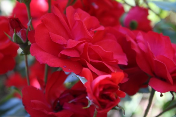 The beauty of a red rose....