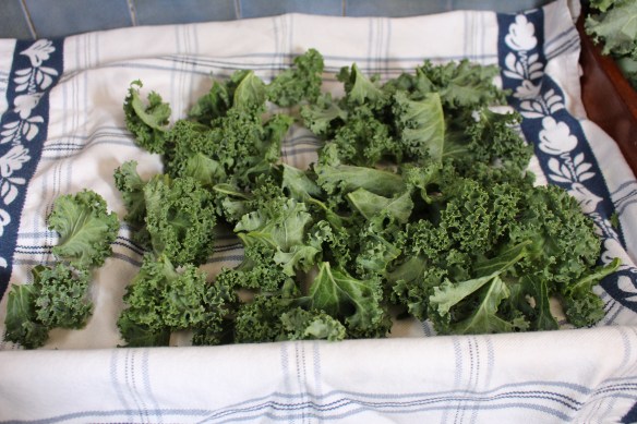 Kale, washed and dried, ready to go into the oven.