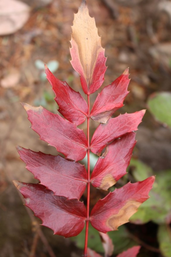 Oregon grape, turning a beautiful deep red.