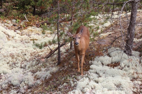 Listening to me, very curious!!!