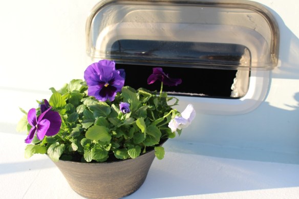 As soon as i could, i bought pansies, my mom used to love these flowers, i grow them every year.