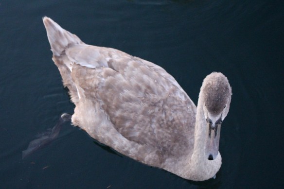 Young Mute Swan.