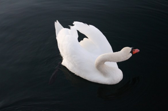 Adult Mute Swan.