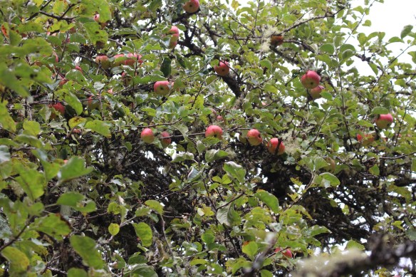 No idea what kind of apples, but oh boy, are the ever good!!!