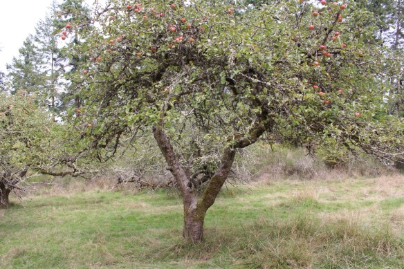 Apple orchard on Prevost island.