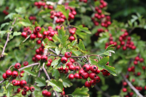 The hawthorn trees are just loaded with berries this year!!