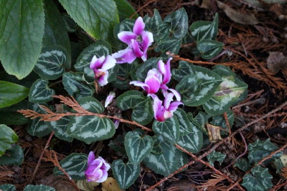 winter Cyclamen