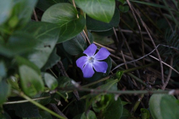 Very brave little periwinkle