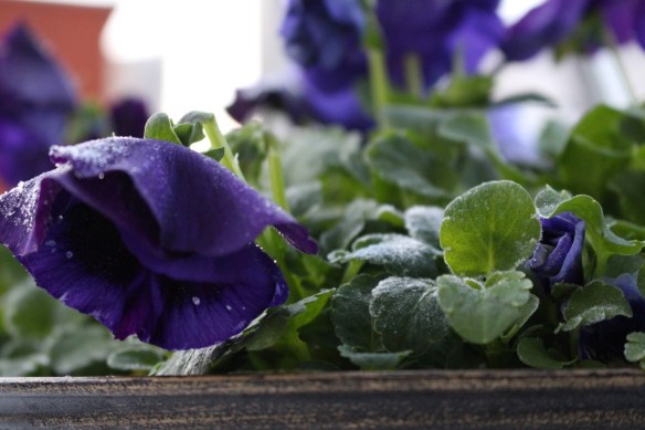Frost on the pansies.