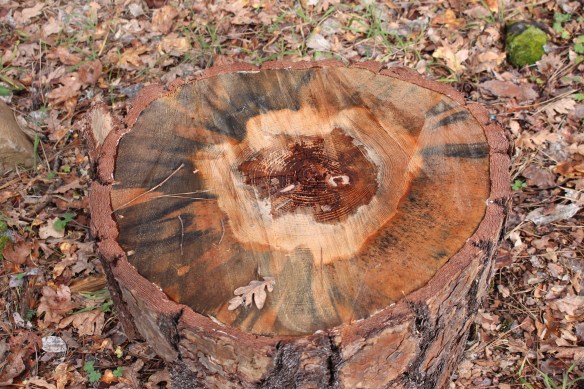 2016 trip South to Mexico 410