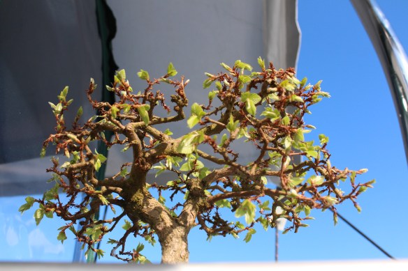 spring time    penny puppy 001