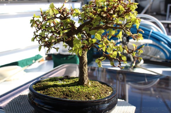 spring time    penny puppy 012