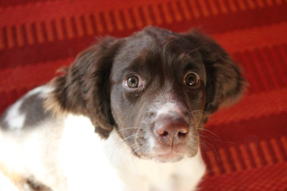 spring time    penny puppy 040