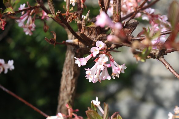 spring time    penny puppy 069