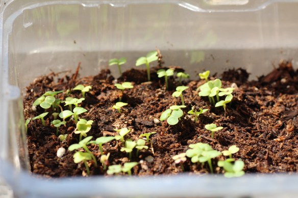 beading stuff   wild flowers   toerail on boat 035