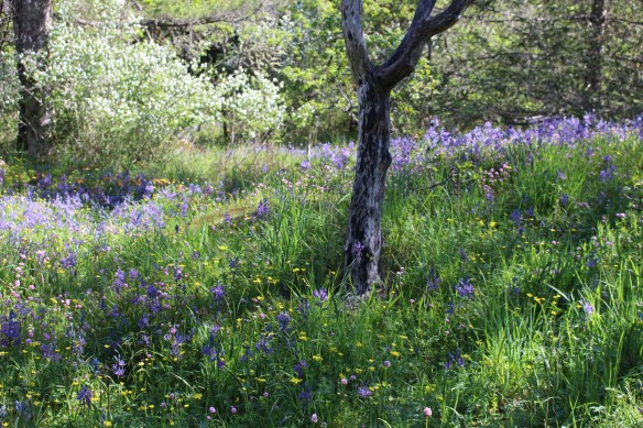 beading stuff   wild flowers   toerail on boat 058