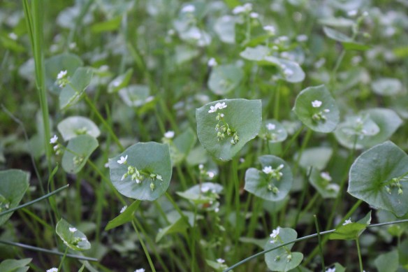 beading stuff   wild flowers   toerail on boat 062