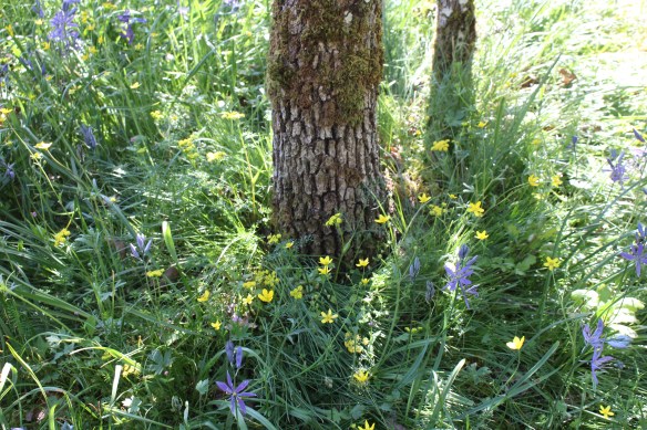 beading stuff   wild flowers   toerail on boat 068