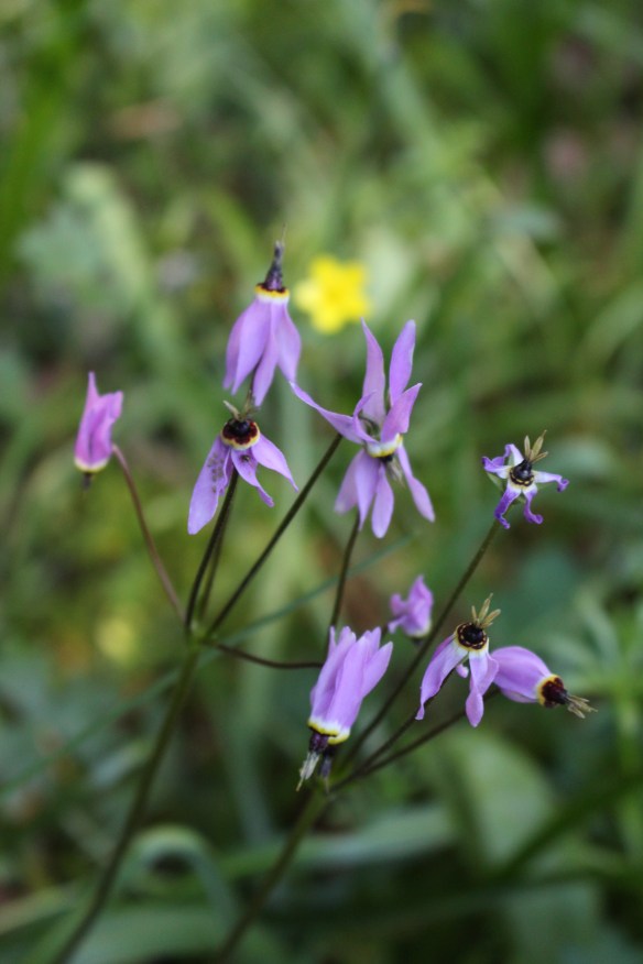 beading stuff   wild flowers   toerail on boat 070
