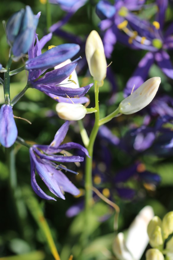 beading stuff   wild flowers   toerail on boat 088