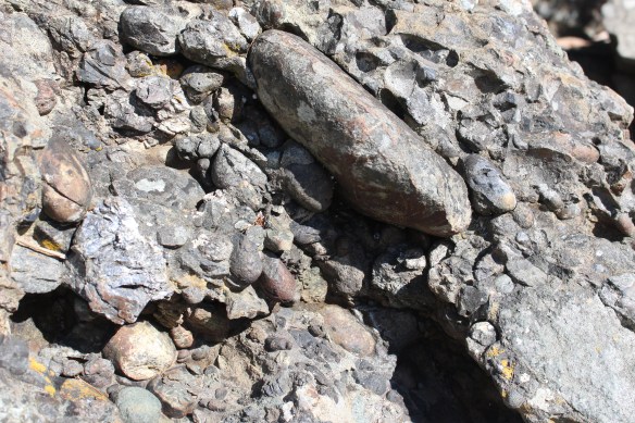 James island orchard and seals 049