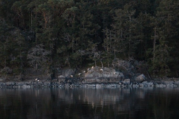 James island    orchard and seals 112