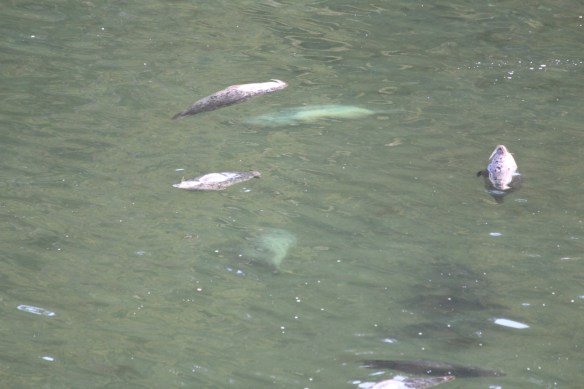 James island    orchard and seals 143