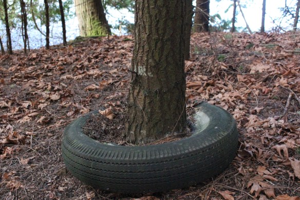 James island    orchard and seals 159