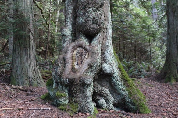 James island    orchard and seals 162