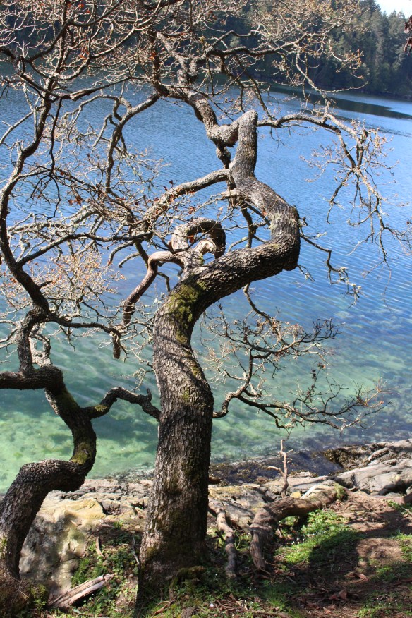 James island    orchard and seals 172