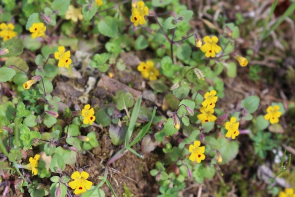 James island    orchard and seals 184