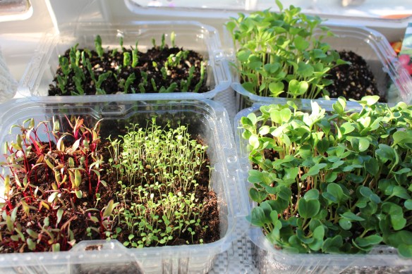 veggies and flowers 002