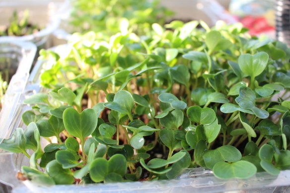 veggies and flowers 003