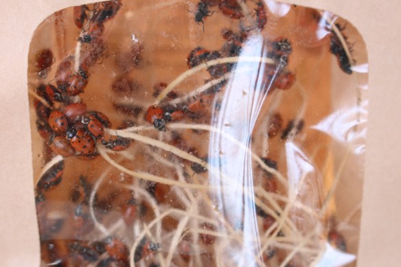 veggies and flowers 019