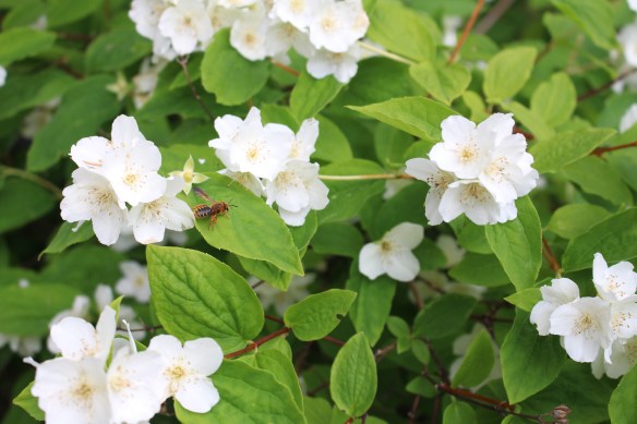 beautiful skies and beading 007