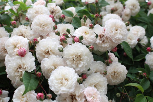 beautiful skies and beading 027