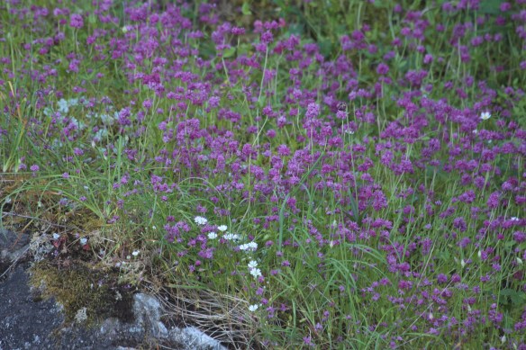 lady bugs, dinghy trip to Squally reach 062