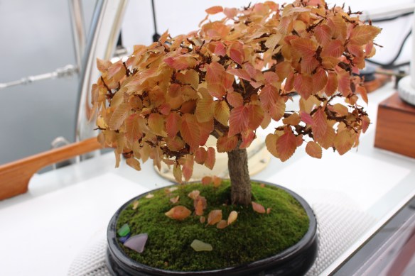 pender-harbourfall-colors-bonsai-127