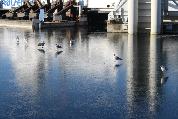 2017-ice-in-the-bay-video-008