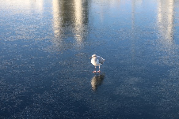 2017-ice-in-the-bay-video-010