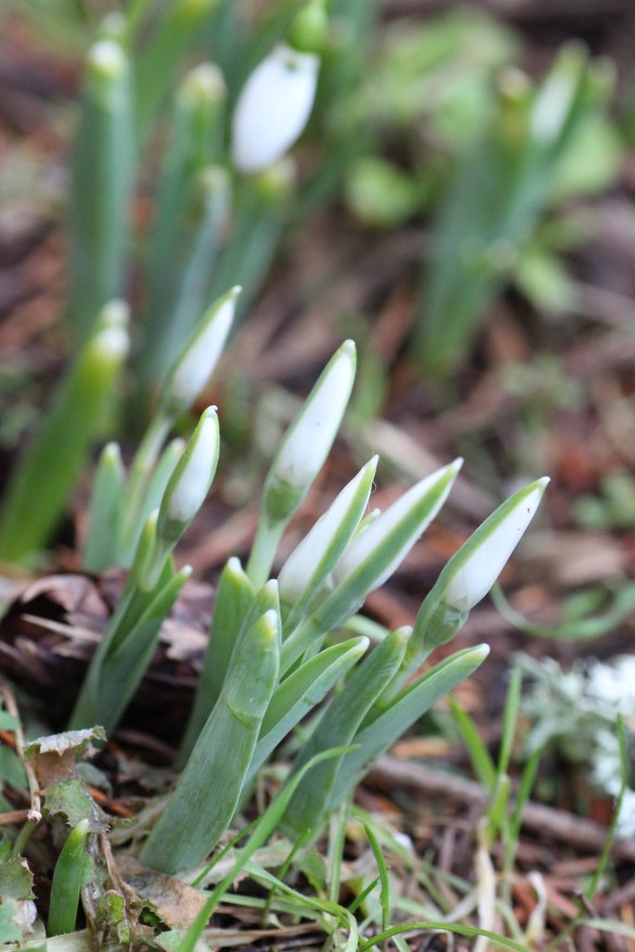 spring-2017snow-drops-006