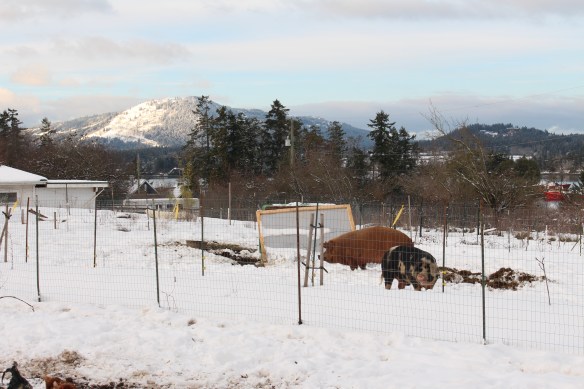 feb-snow-and-ice-and-ucluelet-034