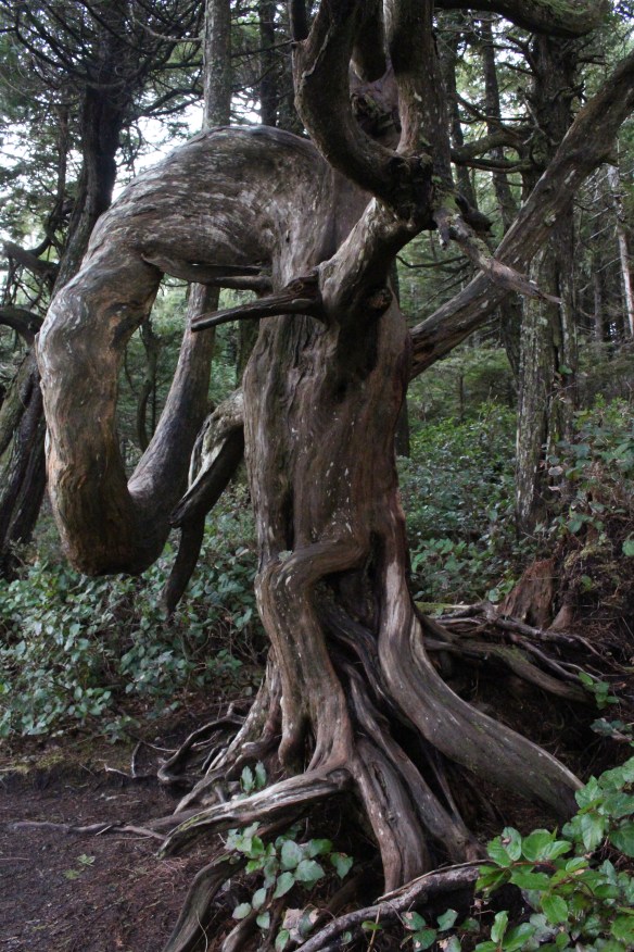 feb-snow-and-ice-and-ucluelet-112
